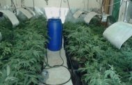 Hydroponic dagga lab uncovered at Richwood in Western Cape