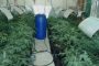 Hydroponic dagga lab uncovered at Richwood in Western Cape