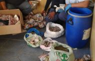 Drug arrest made at an informal residence in Ou Kamp, Struisbaai