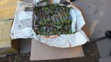 Drug trafficking arrest in Western Cape