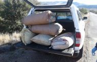 Two suspects in court for dagga valued at R158 400 in George