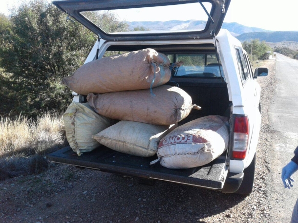 Two suspects in court for dagga valued at R158 400 in George