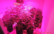 Hydroponic dagga lab shut down in Pietermaritzburg