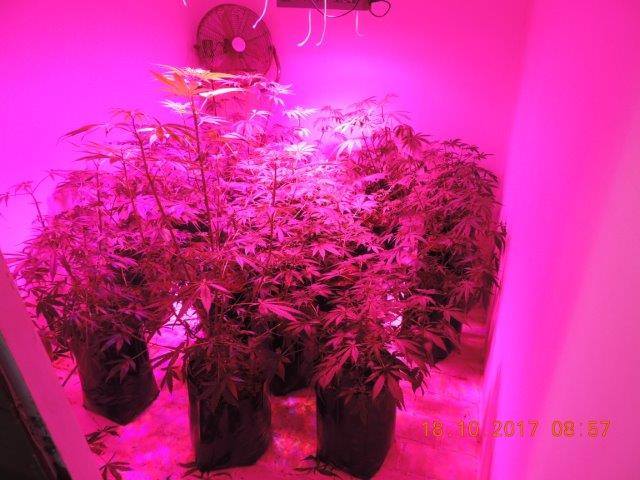 Hydroponic dagga lab shut down in Pietermaritzburg